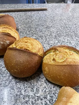 Bozkuş Ekmeği resimleri