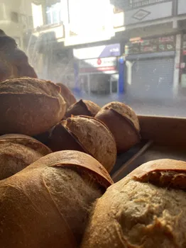 Bozkuş Ekmeği resimleri