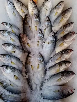 Karadeniz Balıkhanesi resimleri