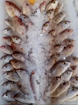 Karadeniz Balıkhanesi resimleri