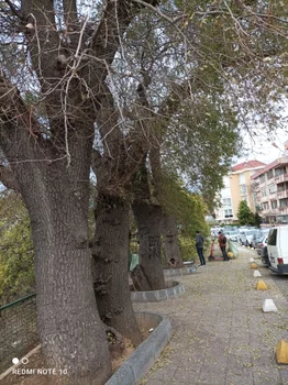 Idea Kadikoy resimleri