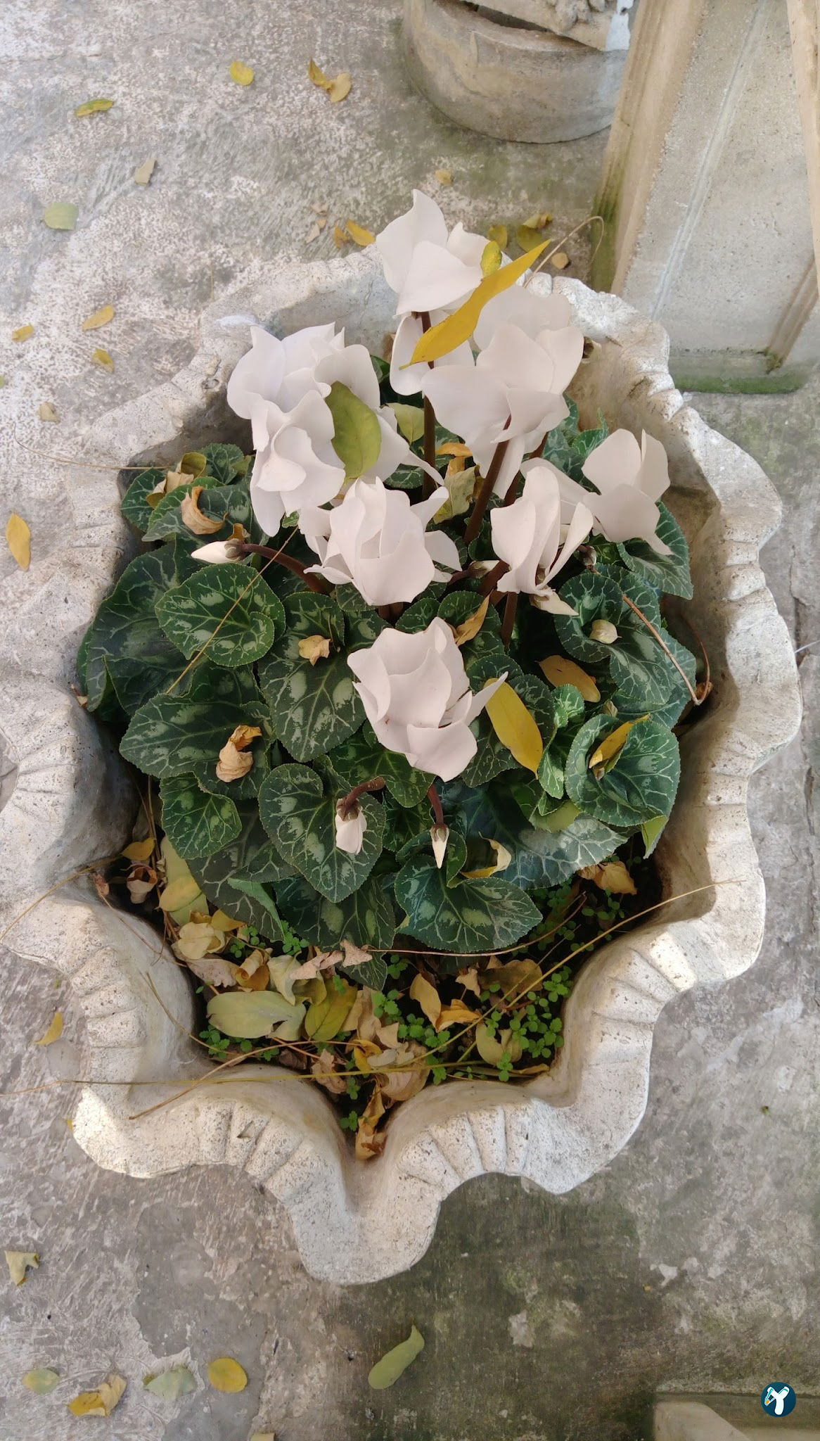 Peymane Ocakbaşı