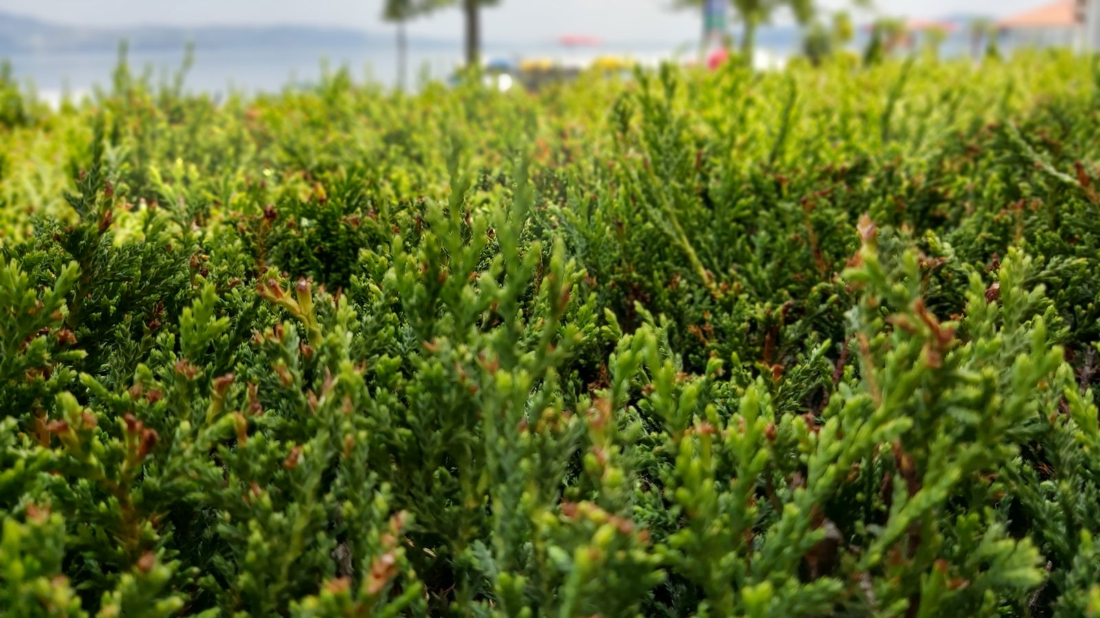 Şehrazat Restaurant