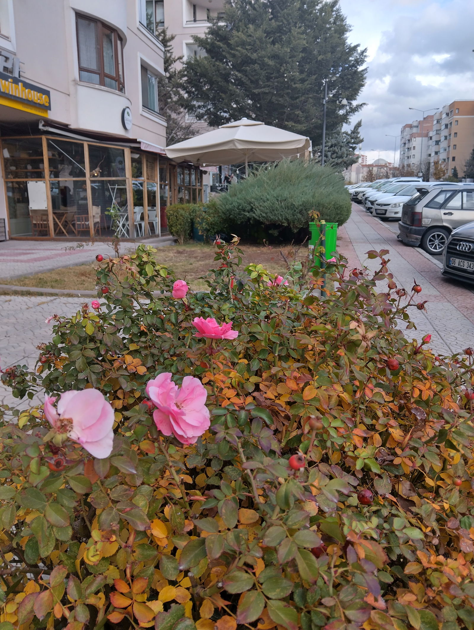 Daphne Coffee Co. Minor