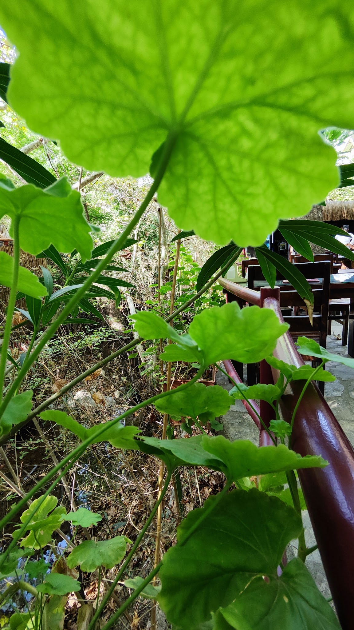 Akkaya Garden Restaurant