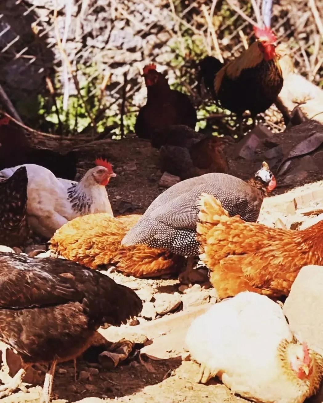 Mevsim Bahar Piknik Ve Kır Restaurant