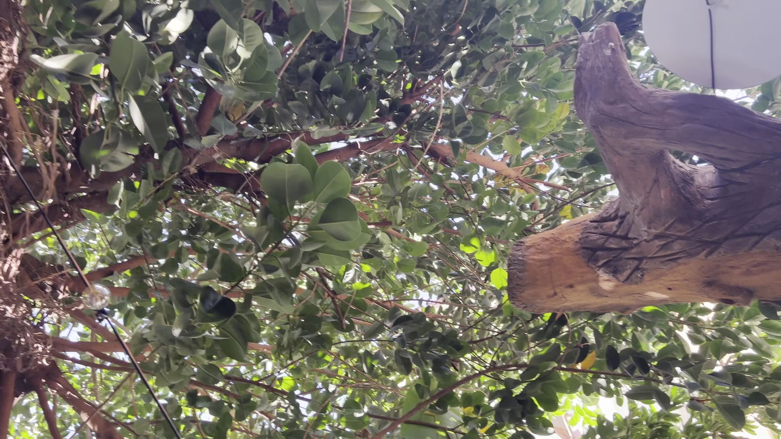 Ms. Neilos Coffees Alanya