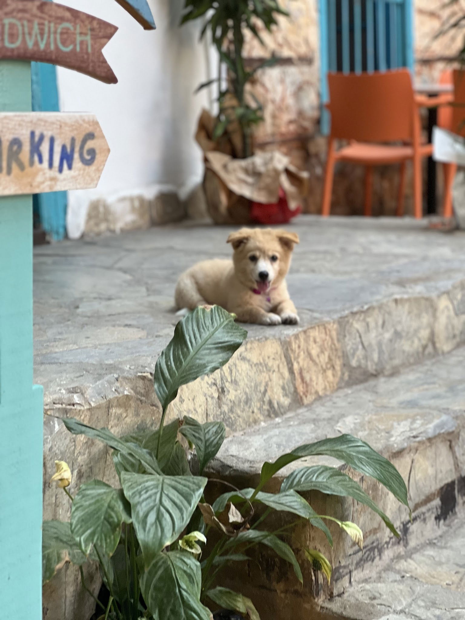 Ms. Neilos Coffees Alanya