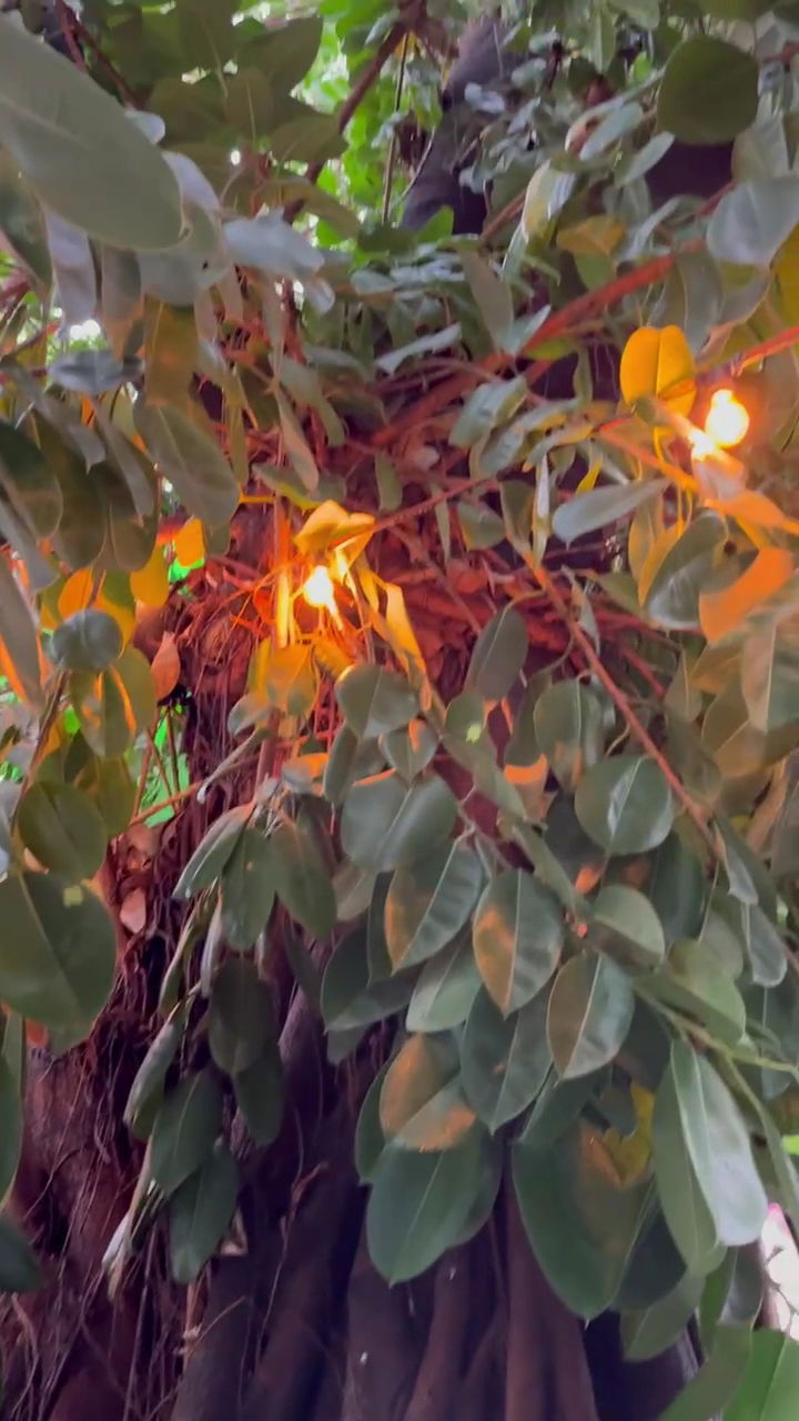 Ms. Neilos Coffees Alanya