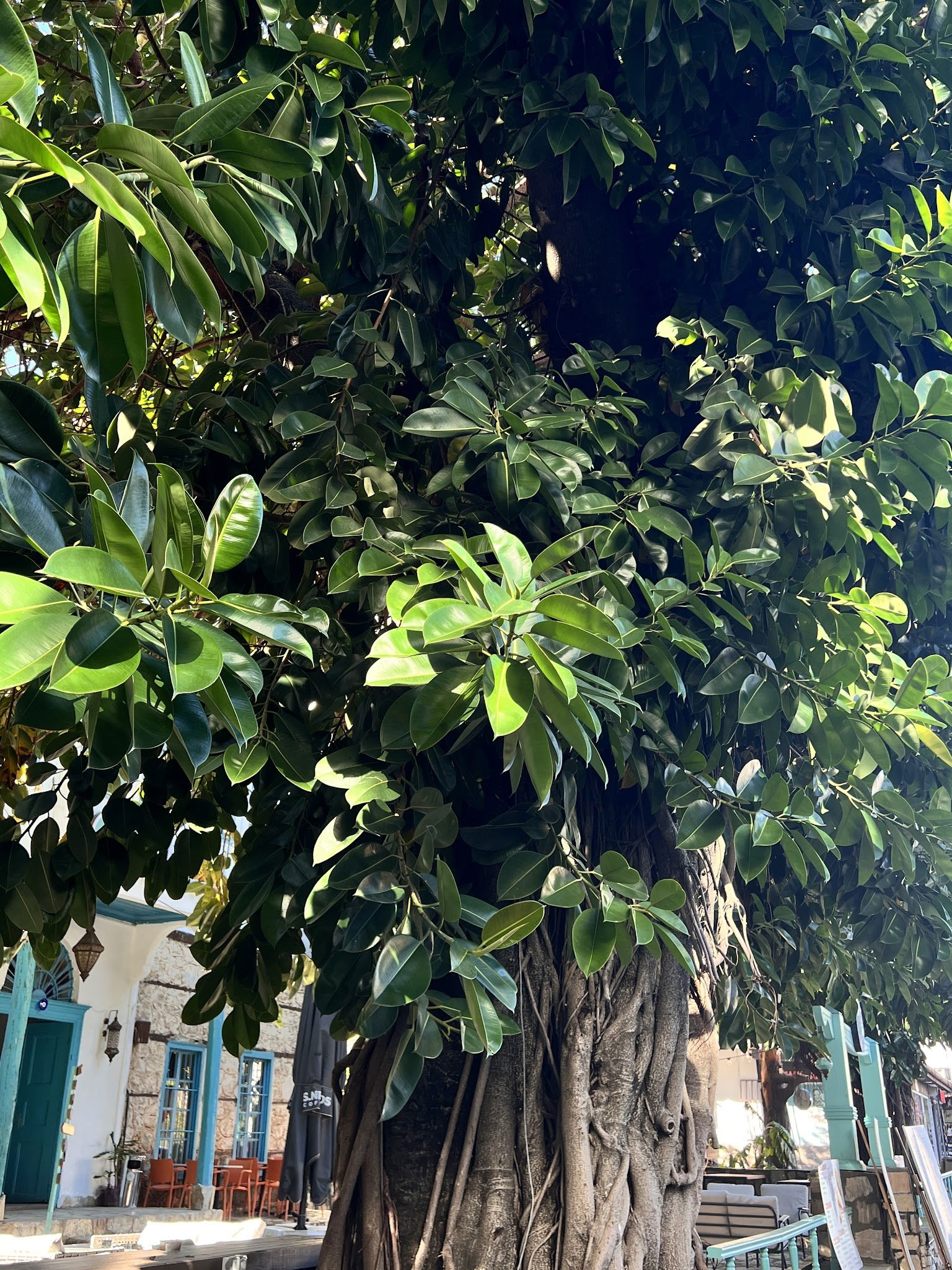 Ms. Neilos Coffees Alanya