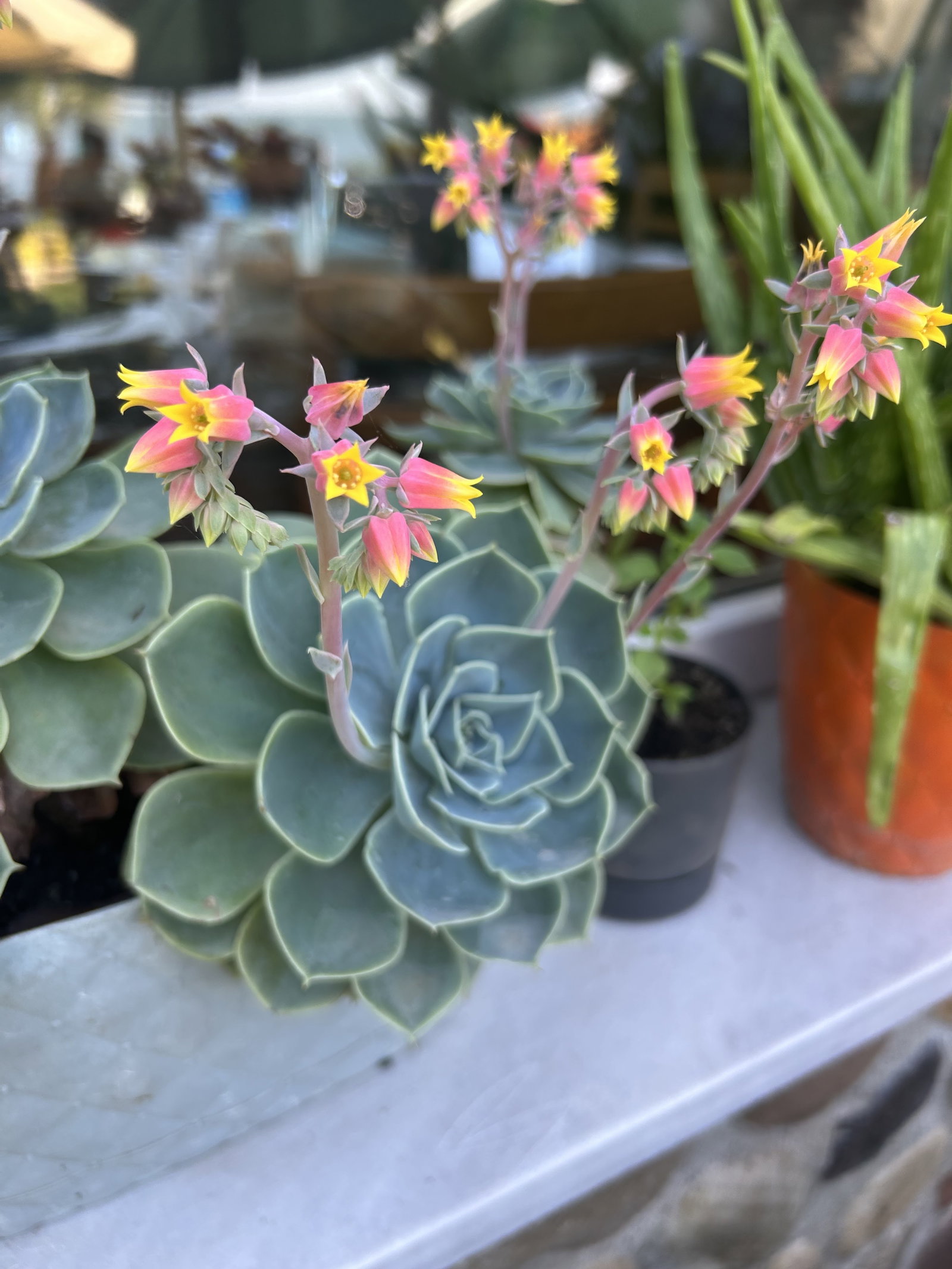 Kiyi Cafe Kir Kahvaltisi