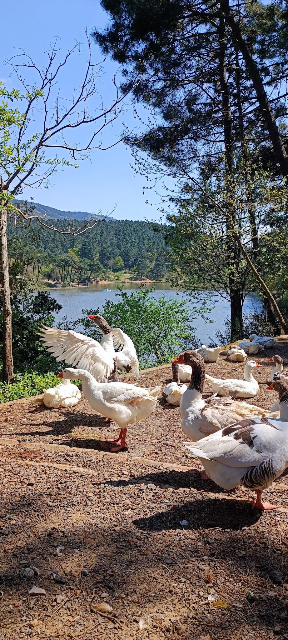 Aydos Orman Göl Kri̇stal