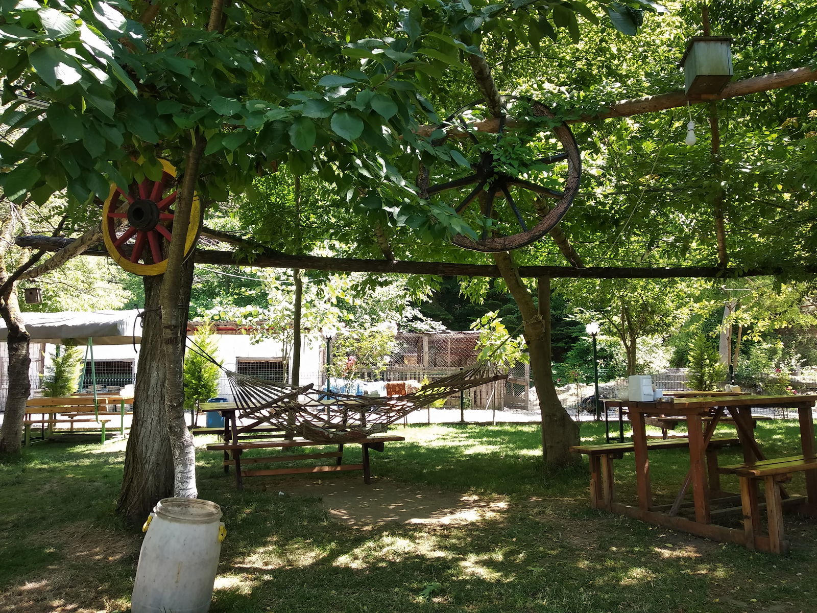 Dorukhan Canlı Alabalık