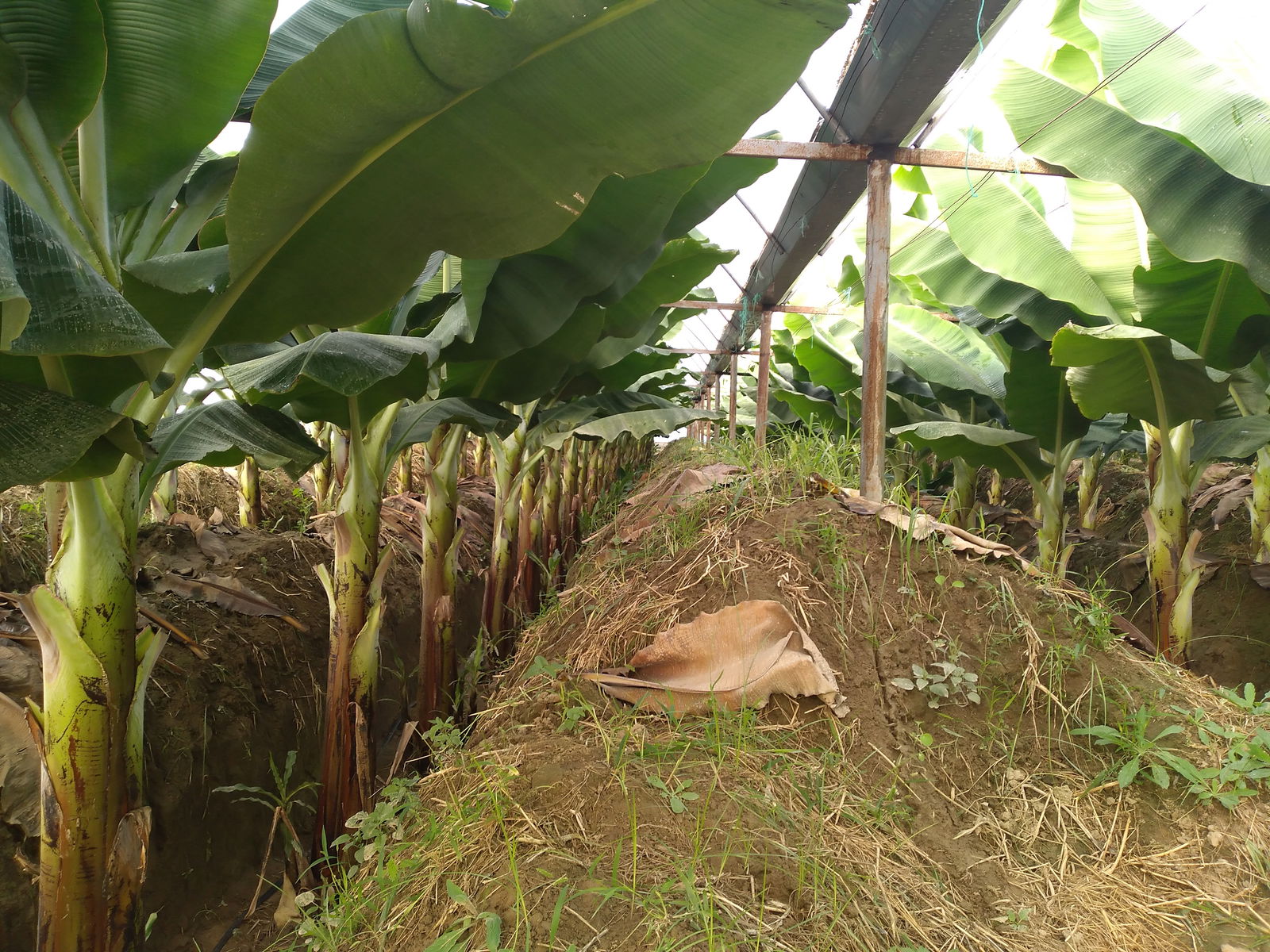 Emiralem Yayla Kahvehanesi 1949