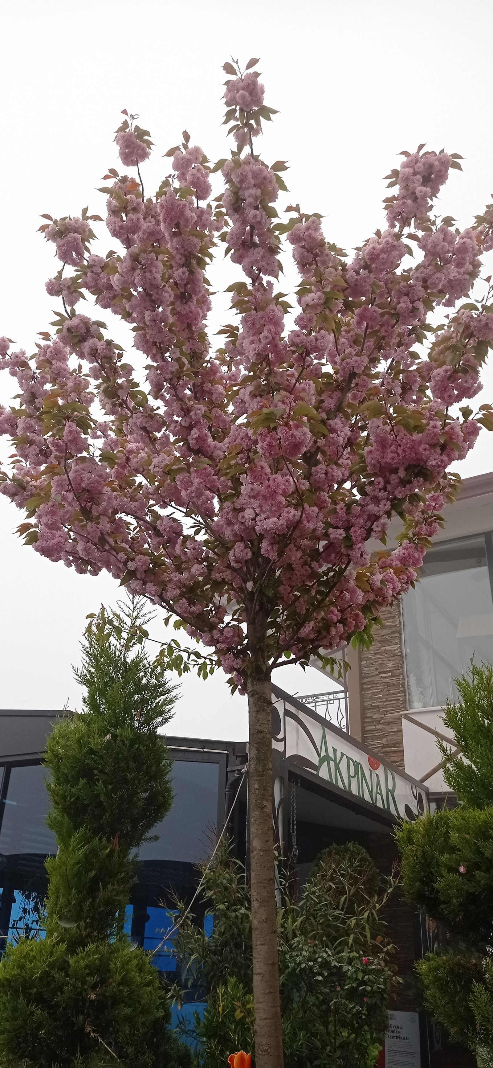 Akpınar Restaurant Akçaabat Köfte