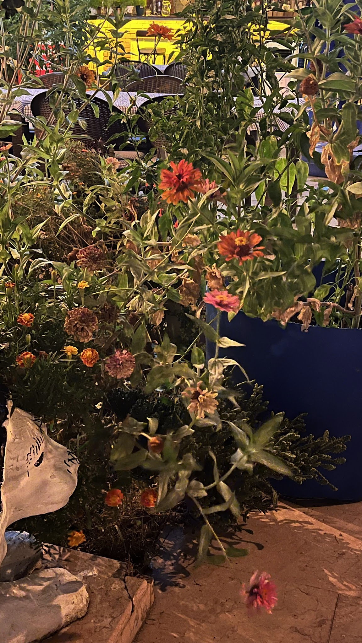 Mavi Dalga