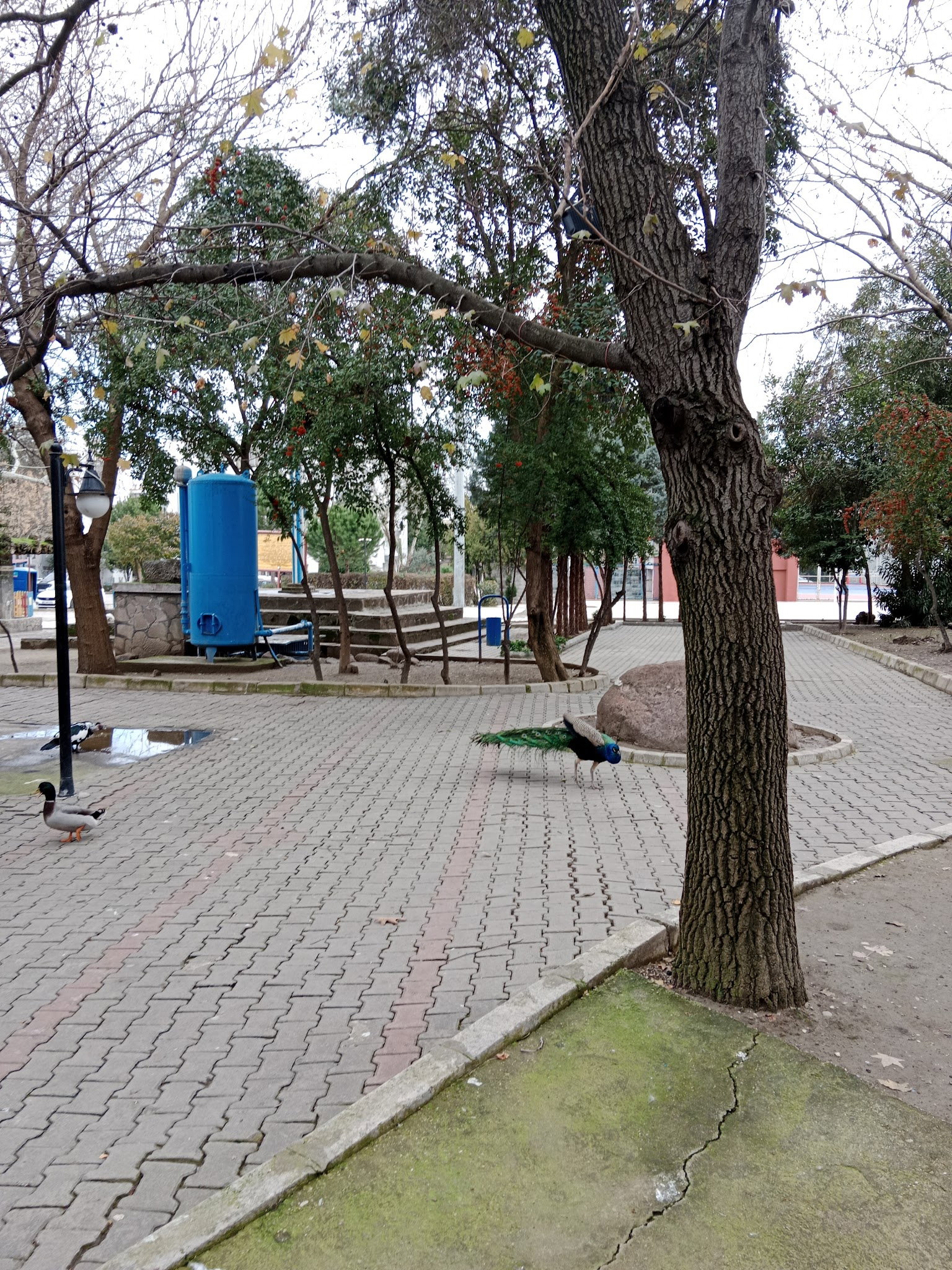 Barış Alanı Cafe Ve Kahvaltı