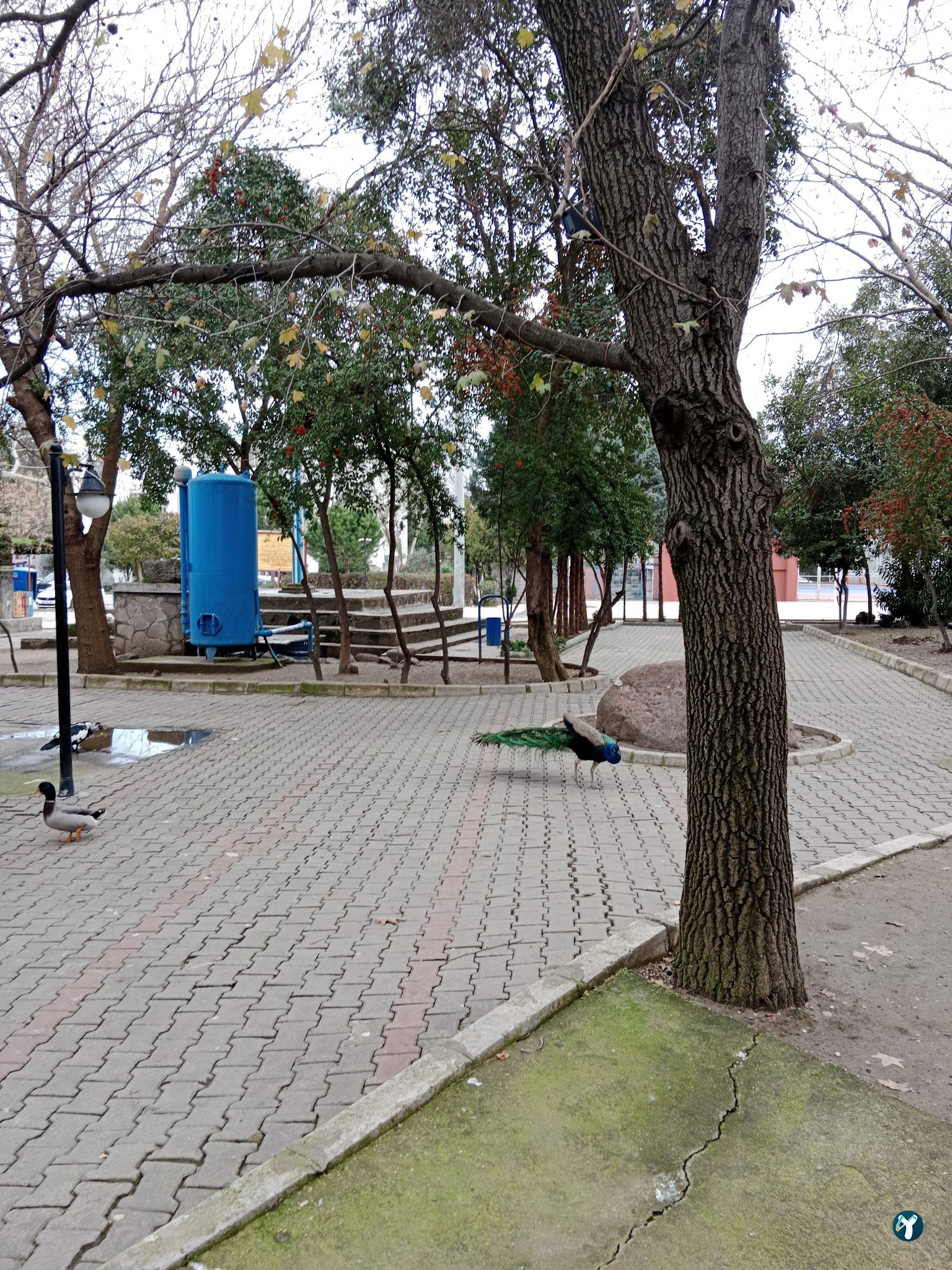 Barış Alanı Cafe Ve Kahvaltı