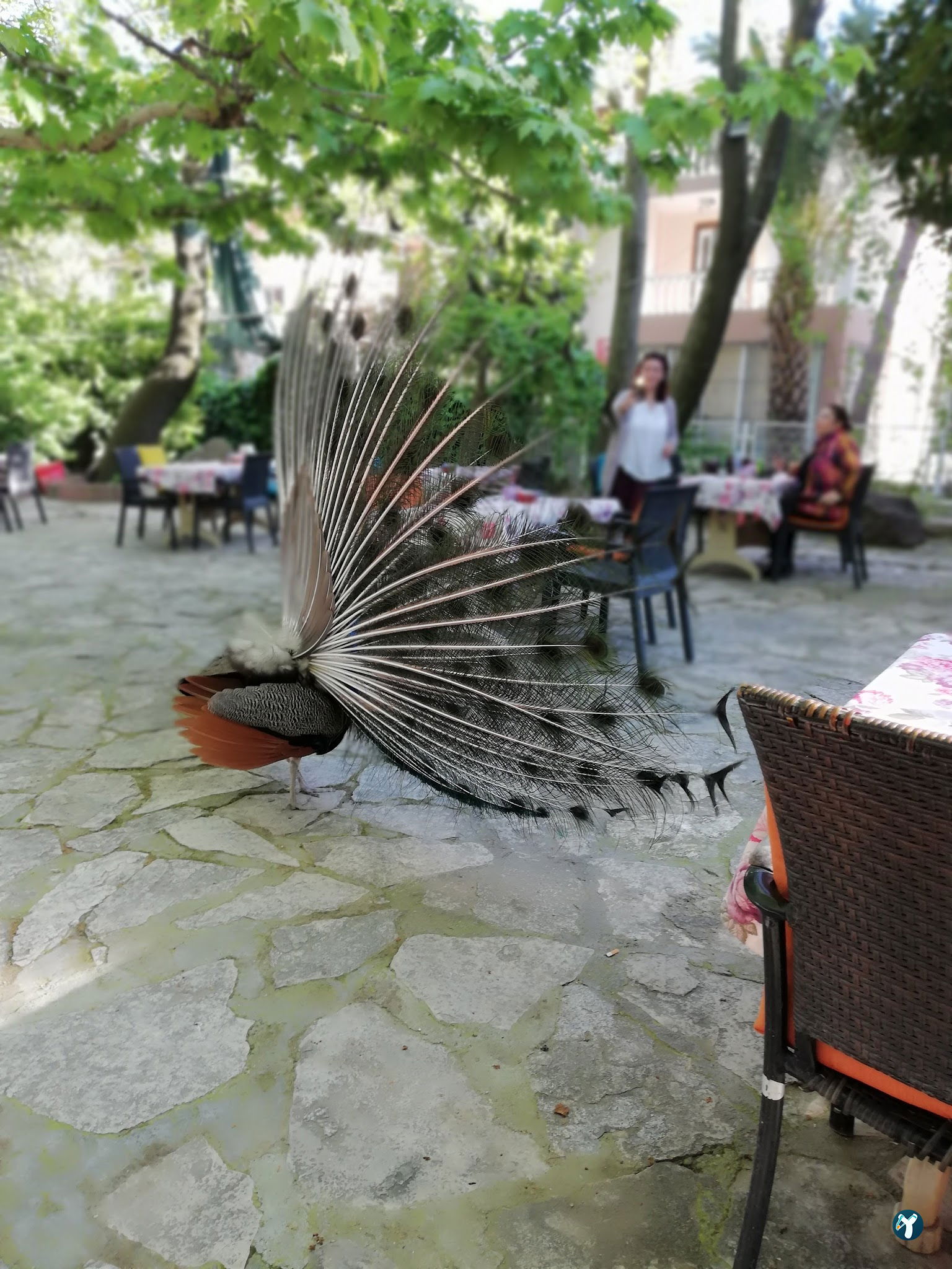 Barış Alanı Cafe Ve Kahvaltı