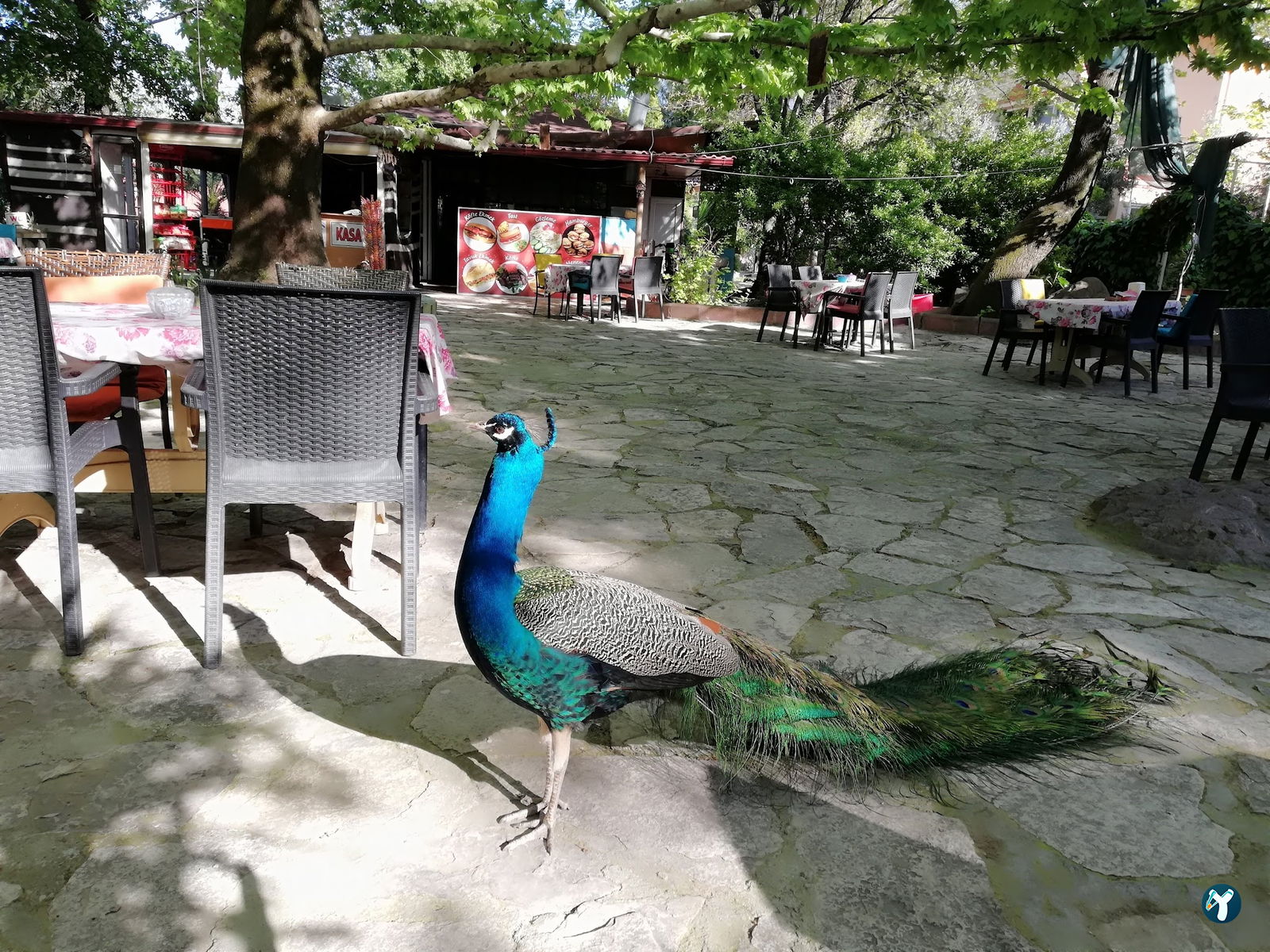 Barış Alanı Cafe Ve Kahvaltı