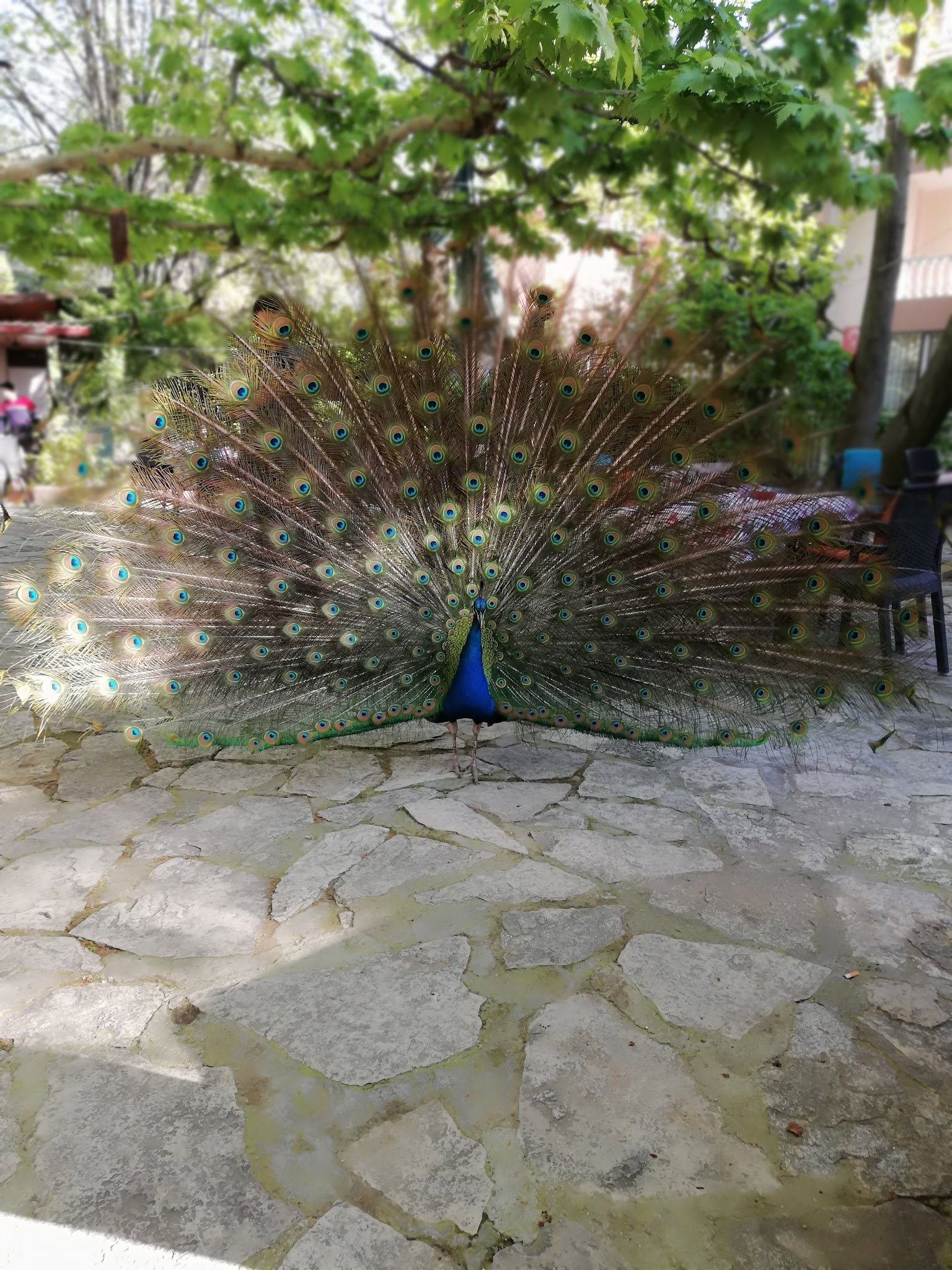 Barış Alanı Cafe Ve Kahvaltı