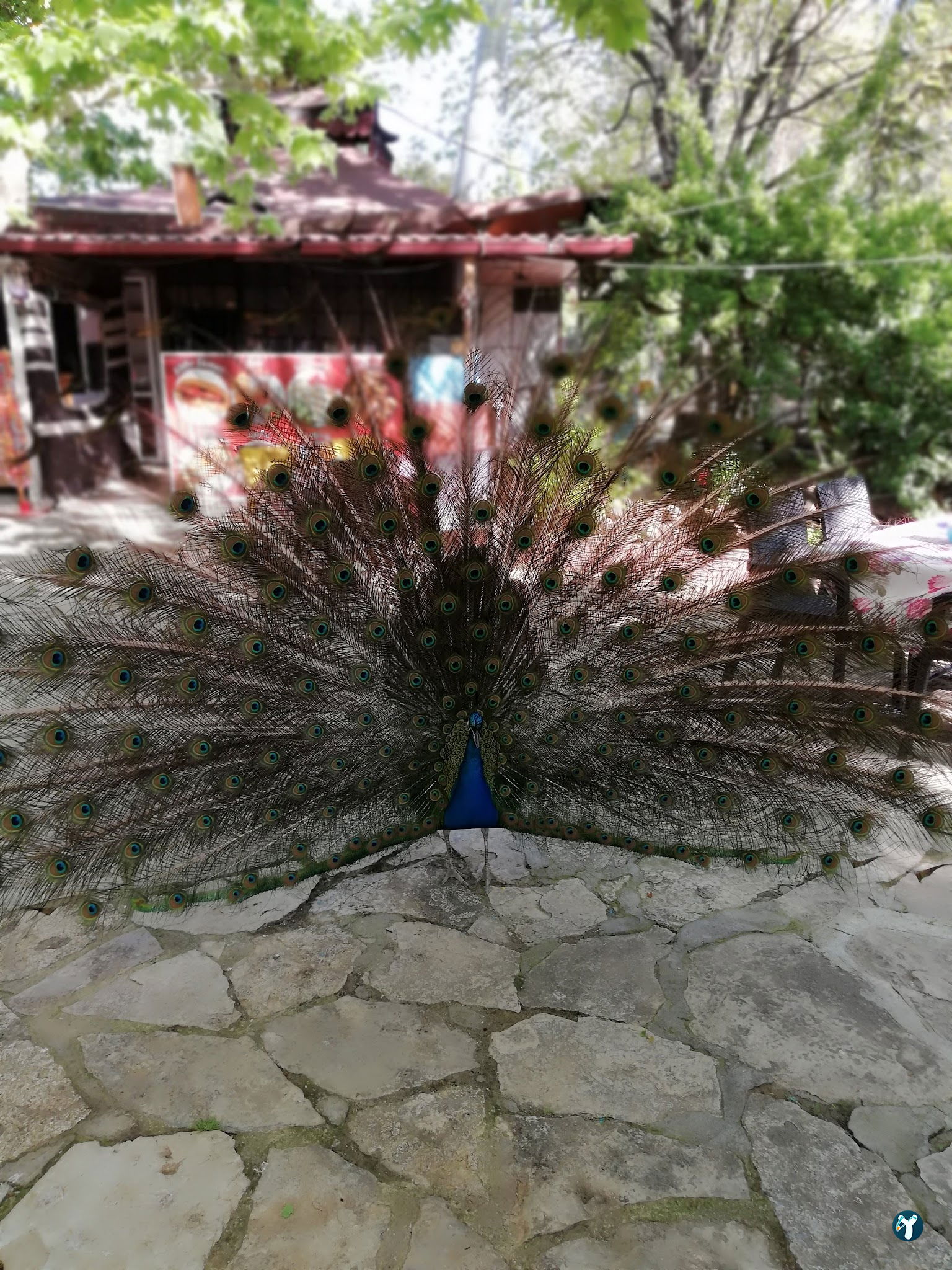 Barış Alanı Cafe Ve Kahvaltı