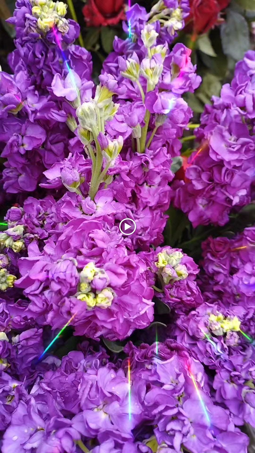 Cargo Coffee Co. Bomonti