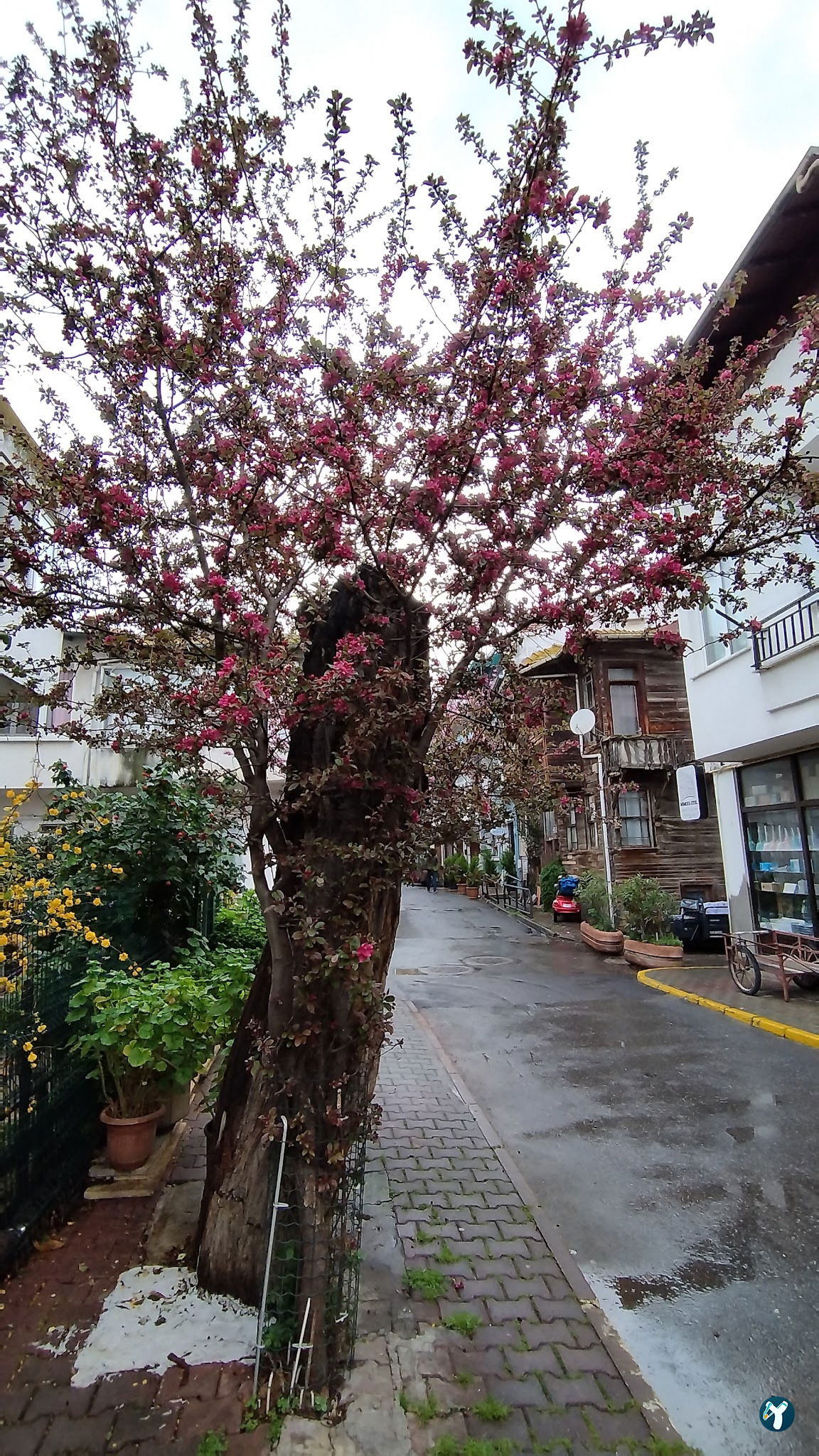 Mimoza Butik Otel Buyukada