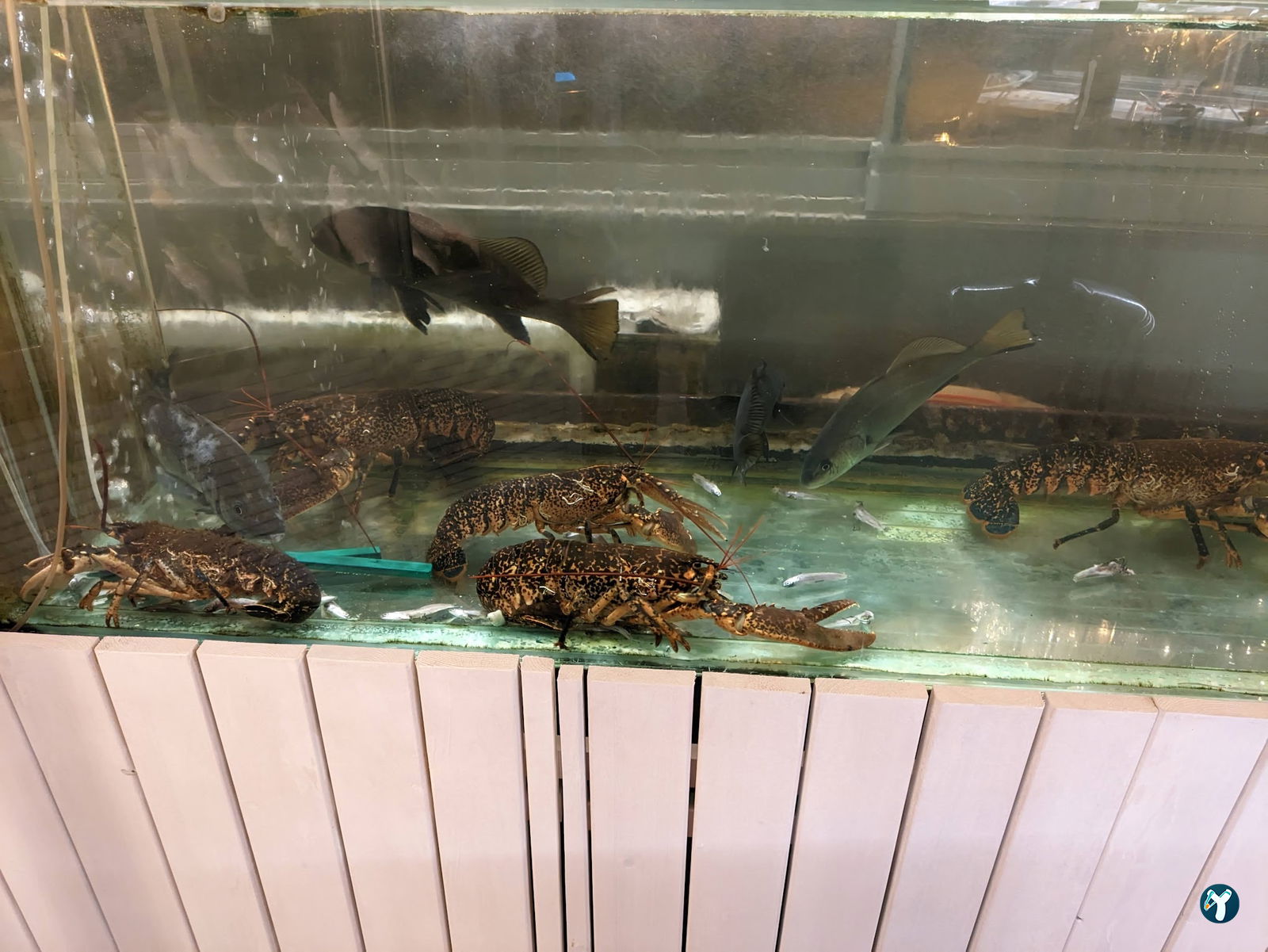 Papalina Balık Restoranı Ataköy Marina
