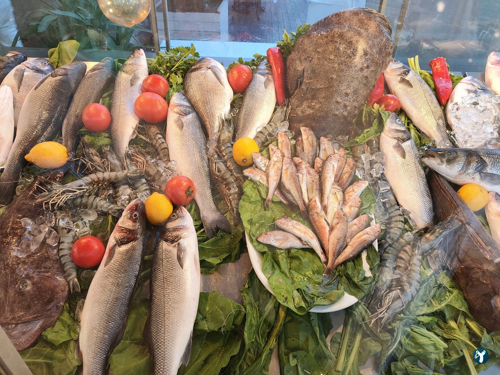 Papalina Balık Restoranı Ataköy Marina