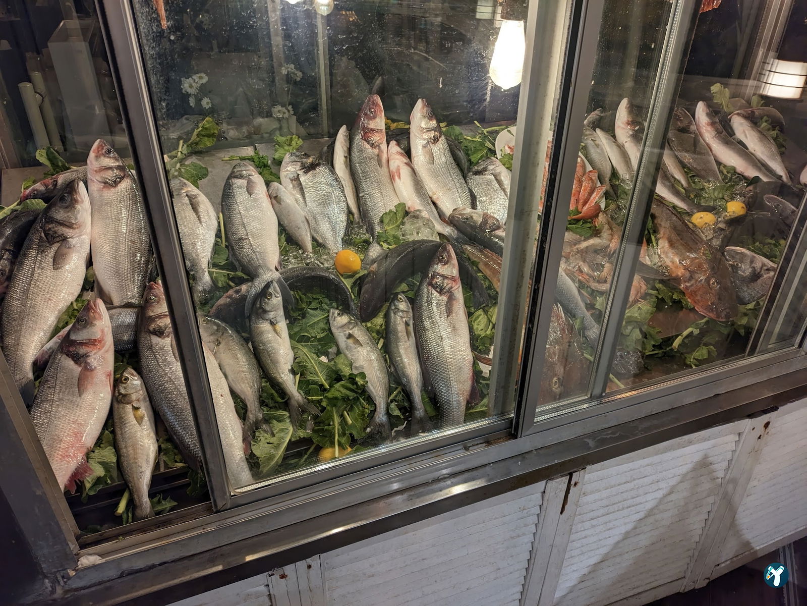 Papalina Balık Restoranı Ataköy Marina