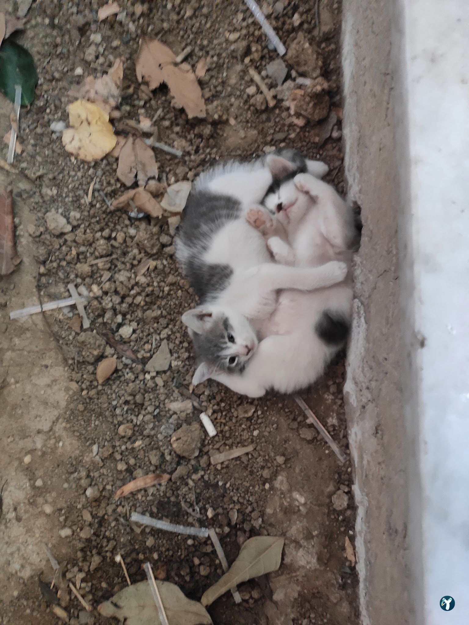 Ciğerzade