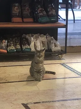 Schiller Kaffee Roosterei resimleri