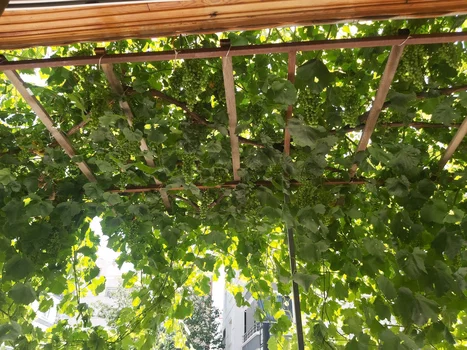 19 Pide Kebap Sarayı resimleri