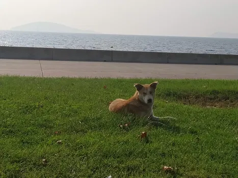 Yakamoz Cafe resimleri Yakamoz Cafe resimleri