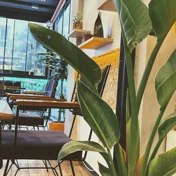 Hola Coffee Company resimleri