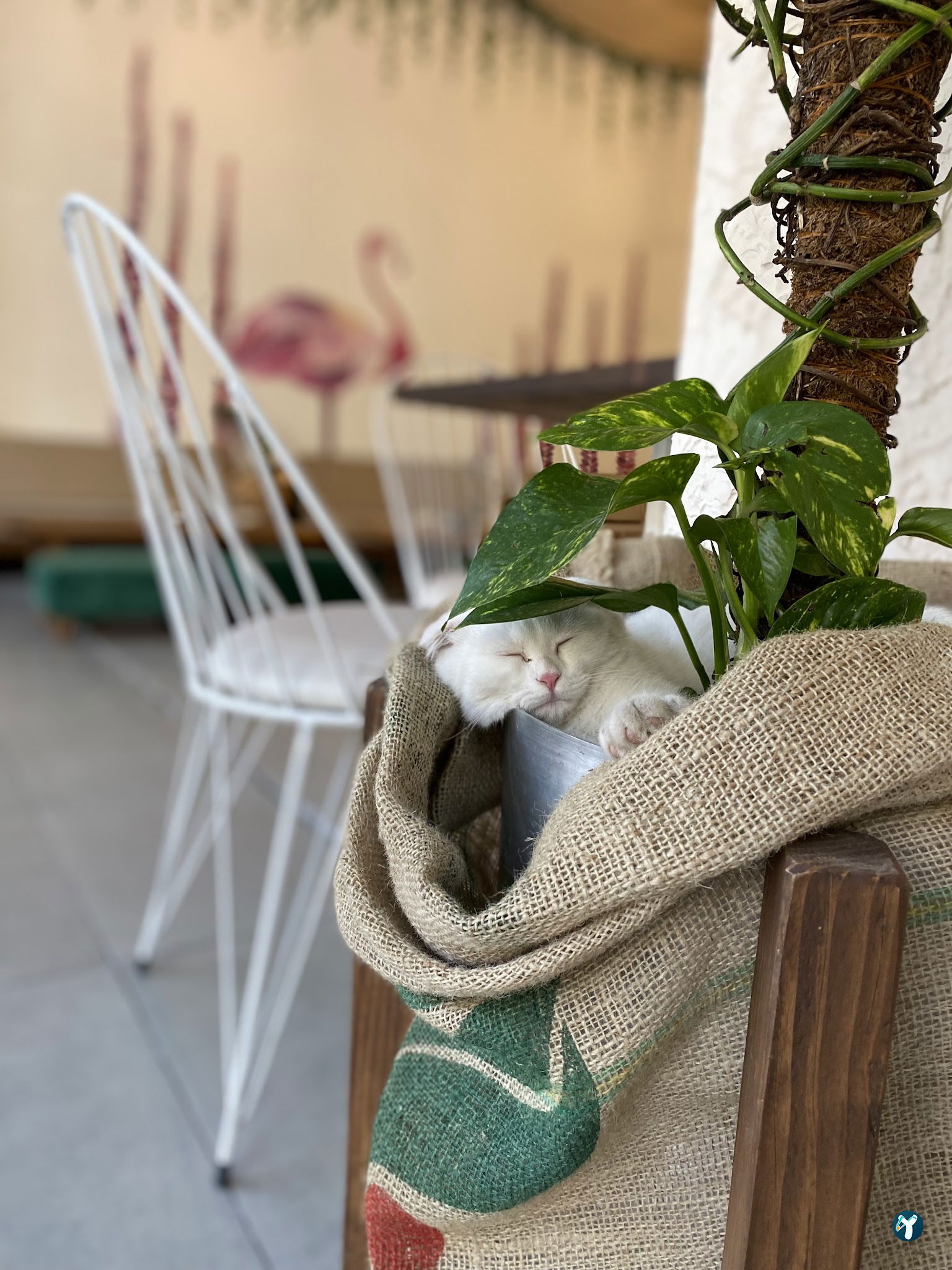 Sespresso Coffee & Bakes