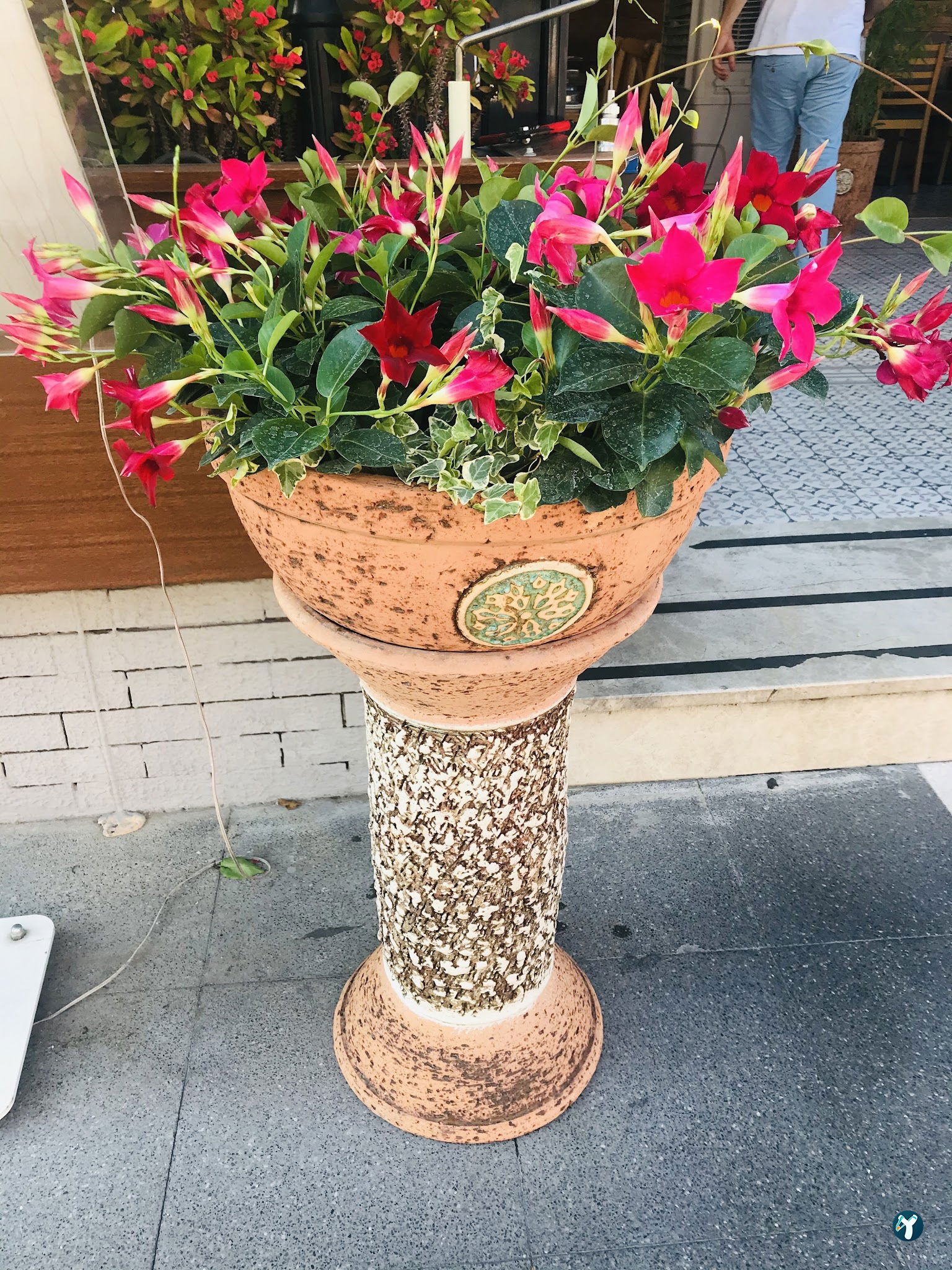 Ege Vera