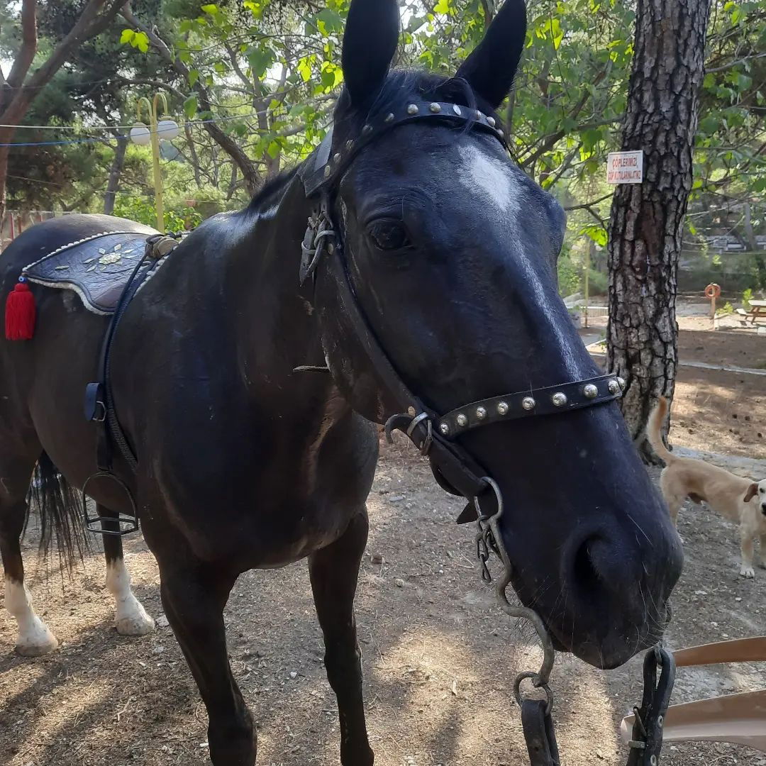 Ahmet Ozdemir Picnic Area