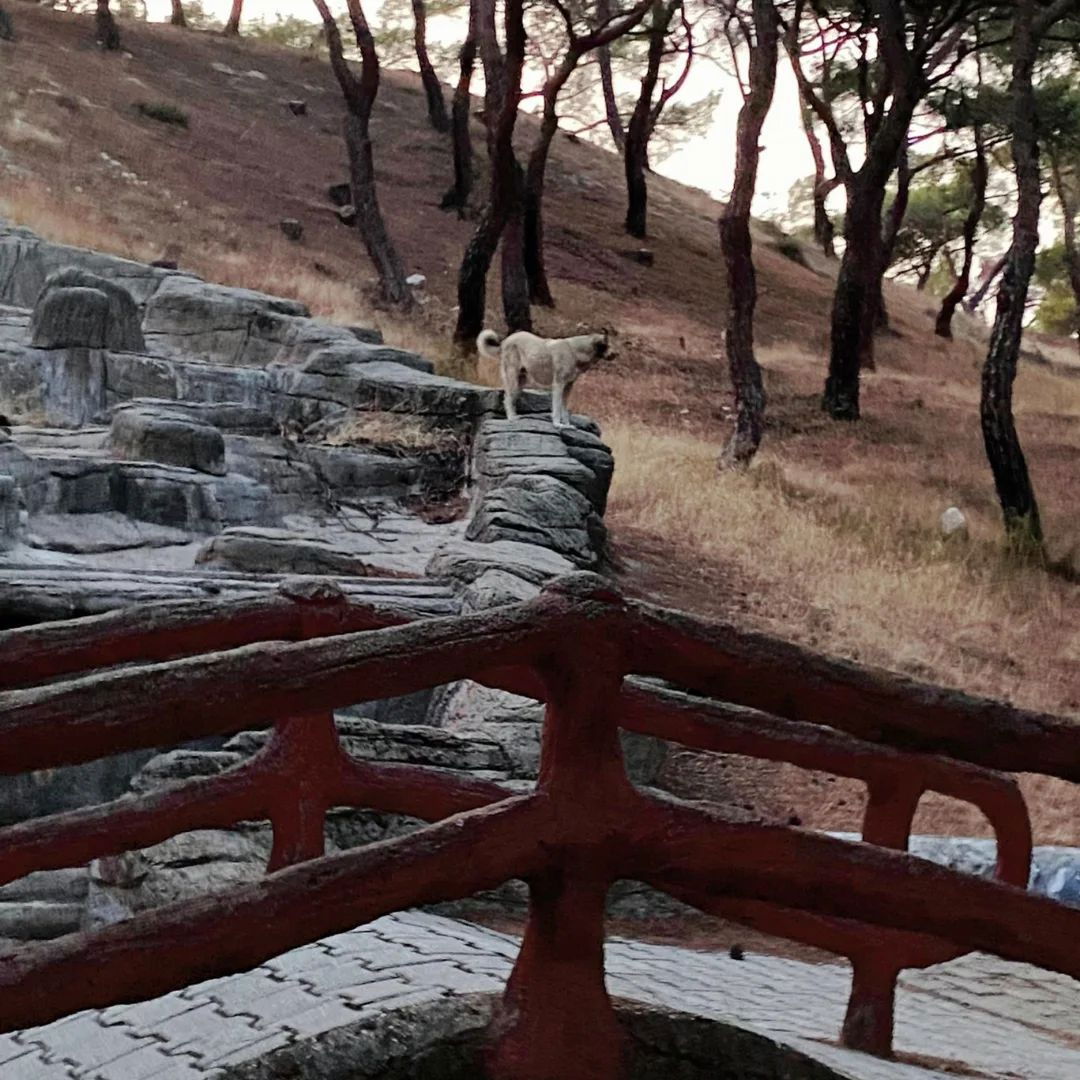 Ahmet Ozdemir Picnic Area