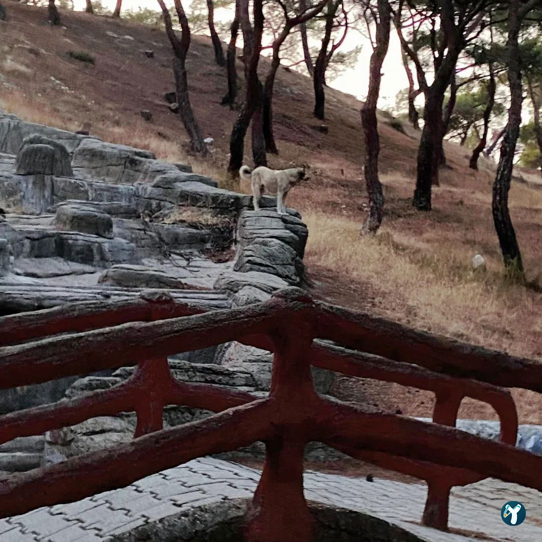 Ahmet Ozdemir Picnic Area