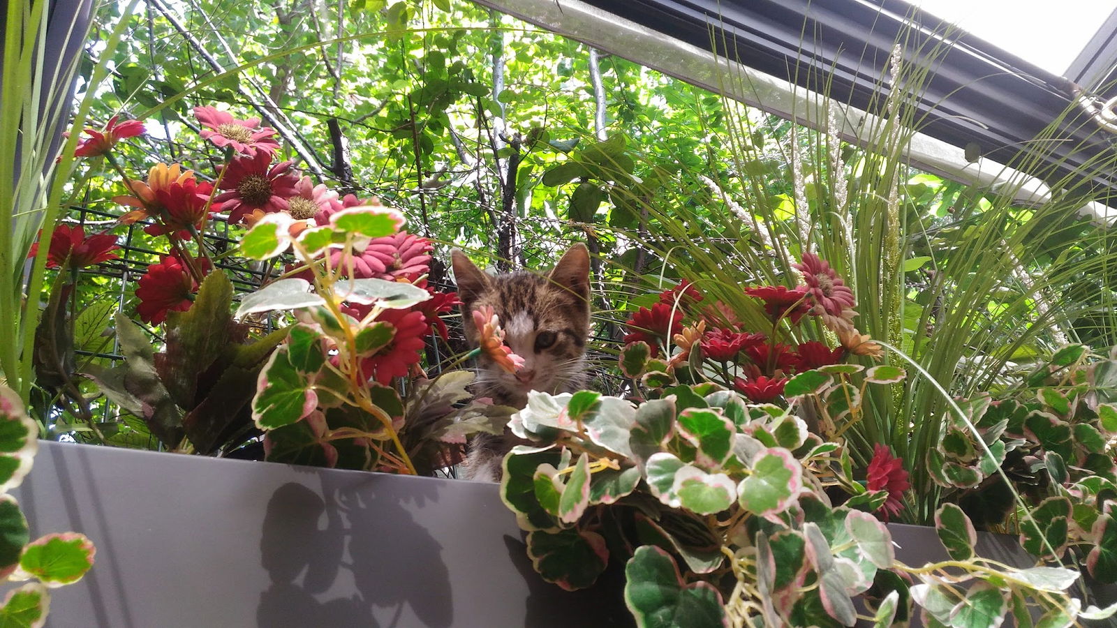 Roka Pasta Ve Unlu Mamulleri