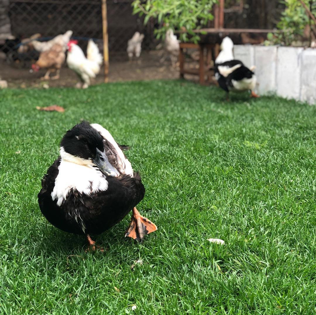 Halabağı Kahvaltı Bahçesi