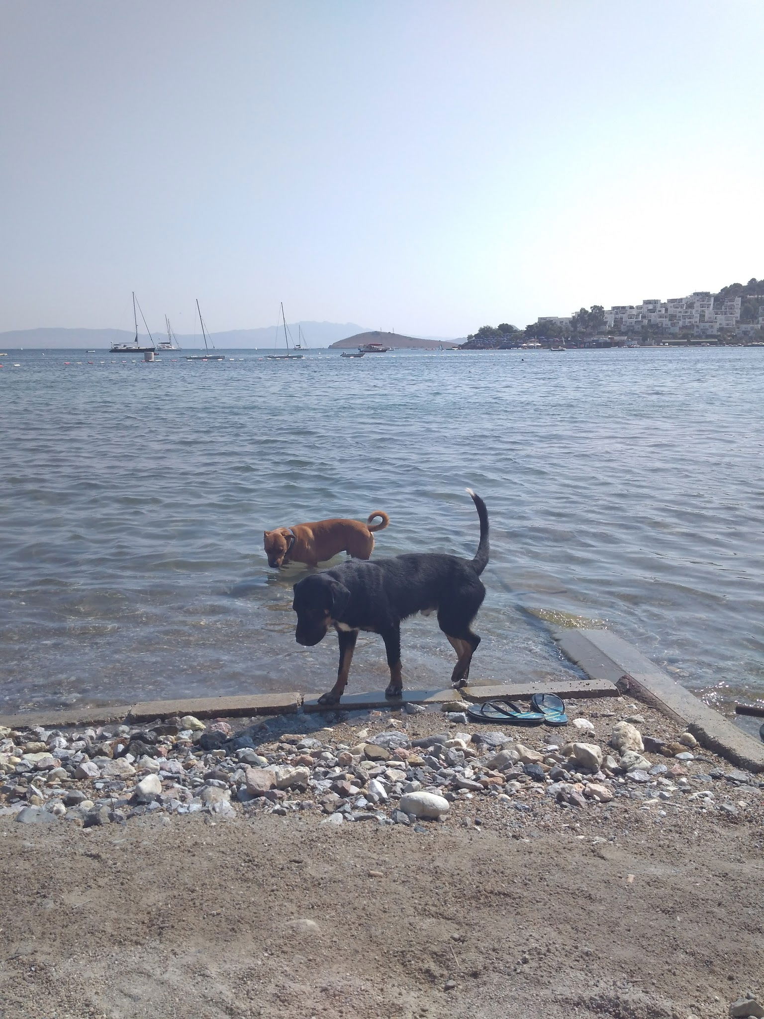 Seagull Cafe Restaurant