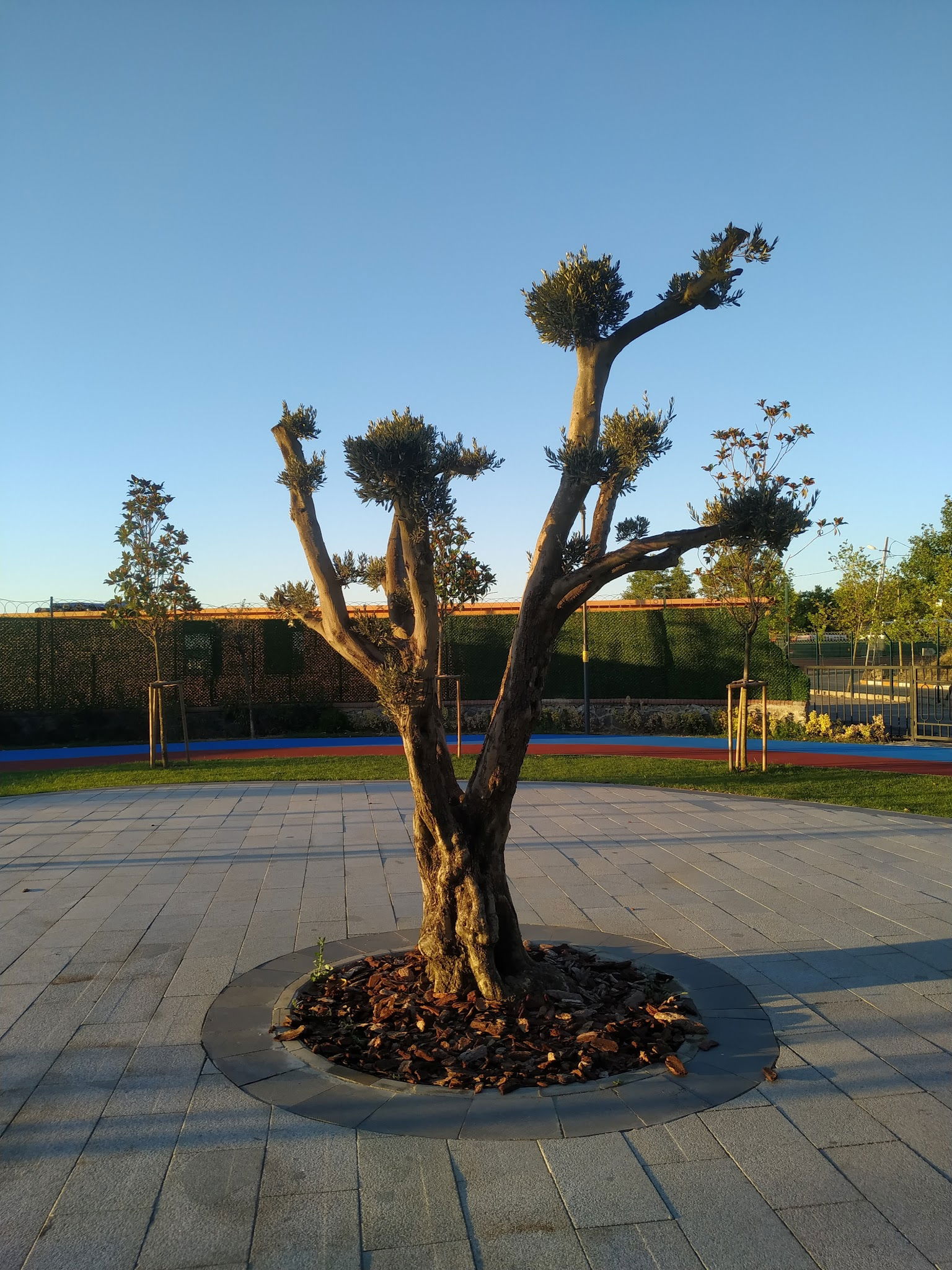 Sancaktepe Sosyal Tesisleri Hanımeli Kafe