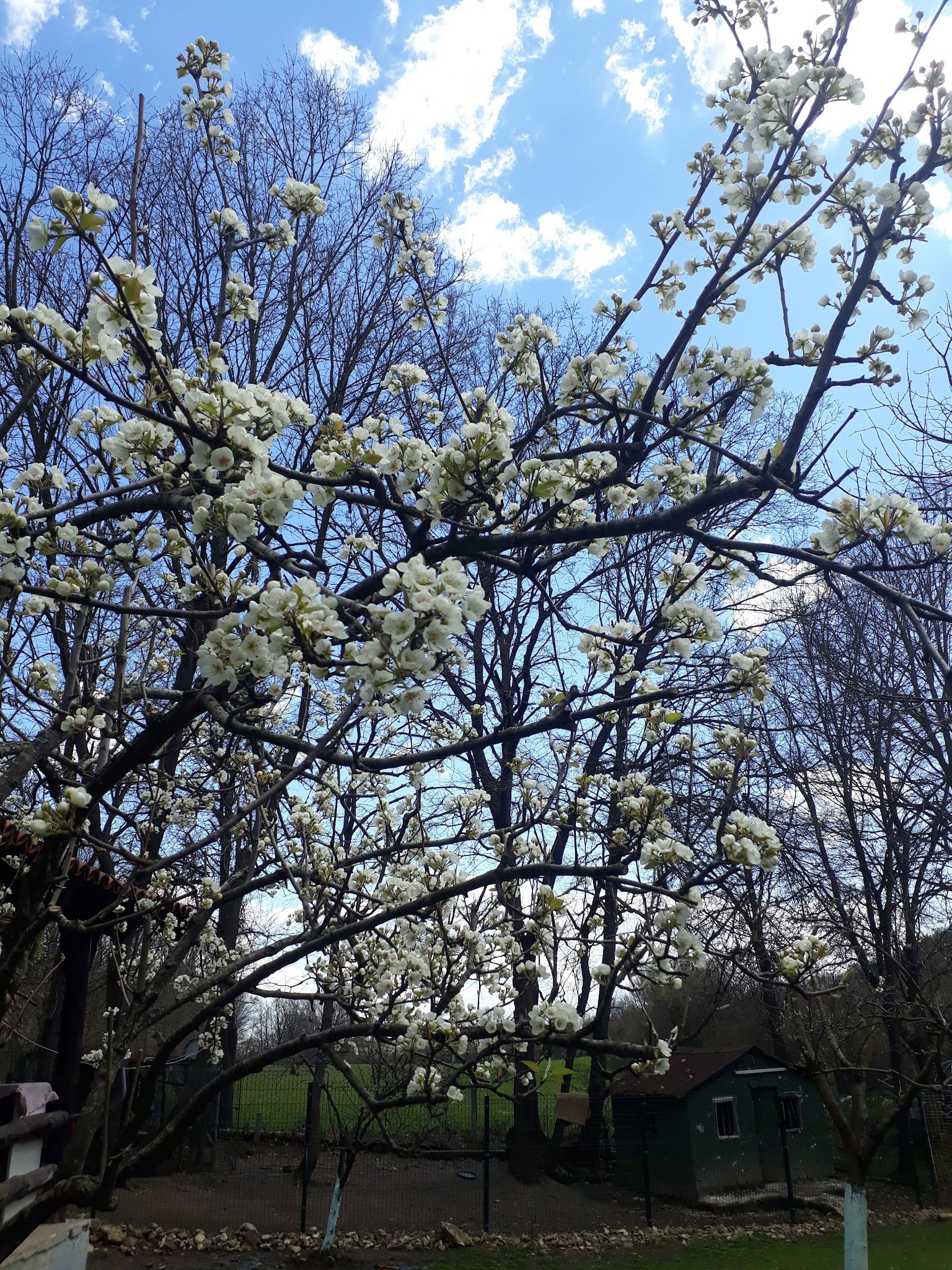 Binkılıç Saklı Bahçe