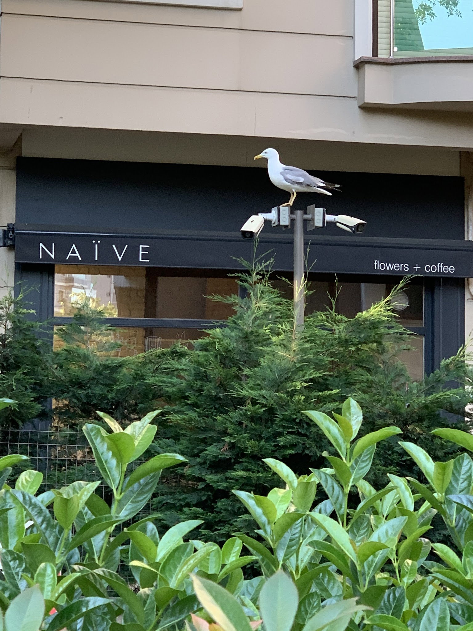 Naïve