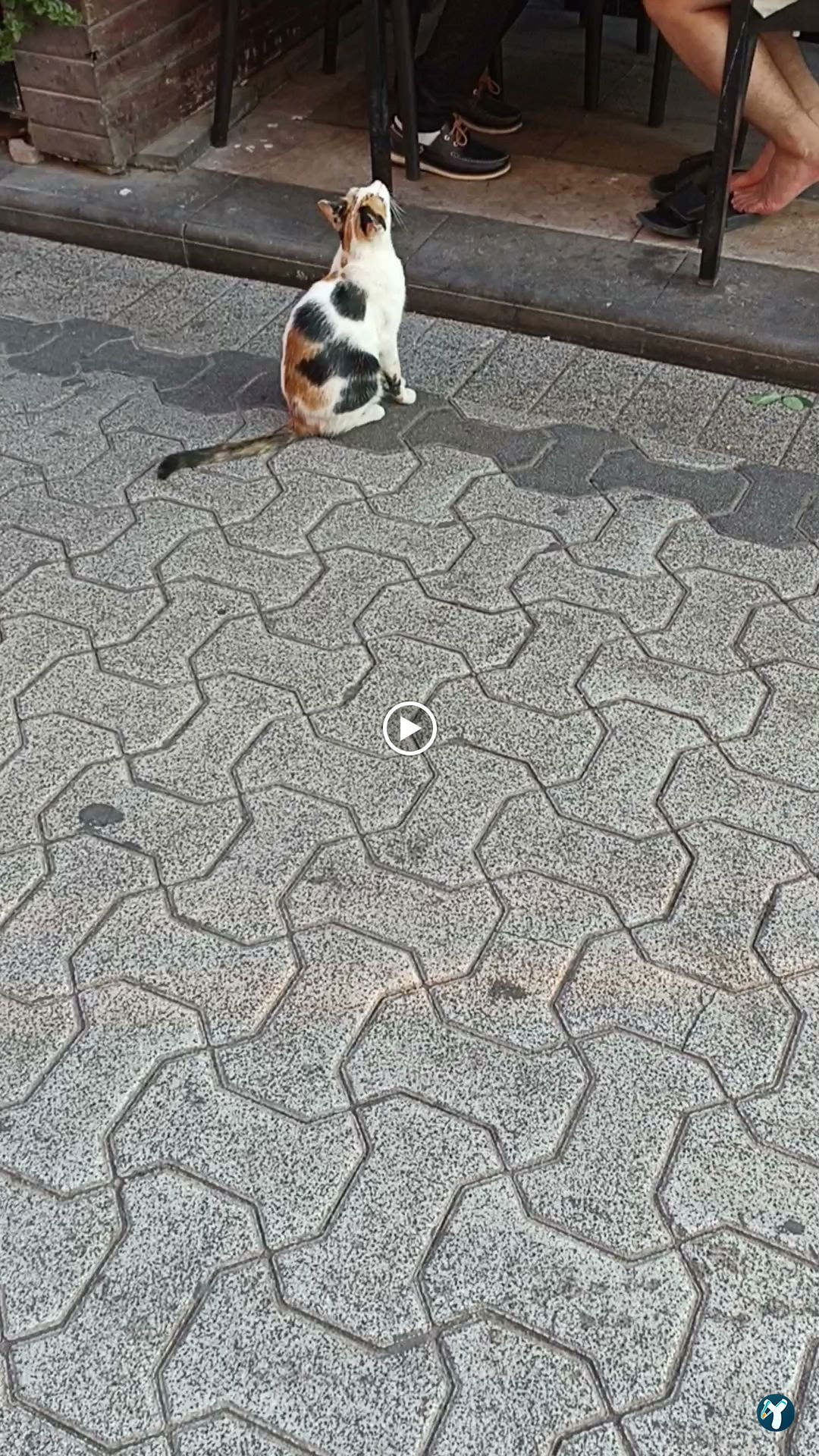Saray Balık Köfte
