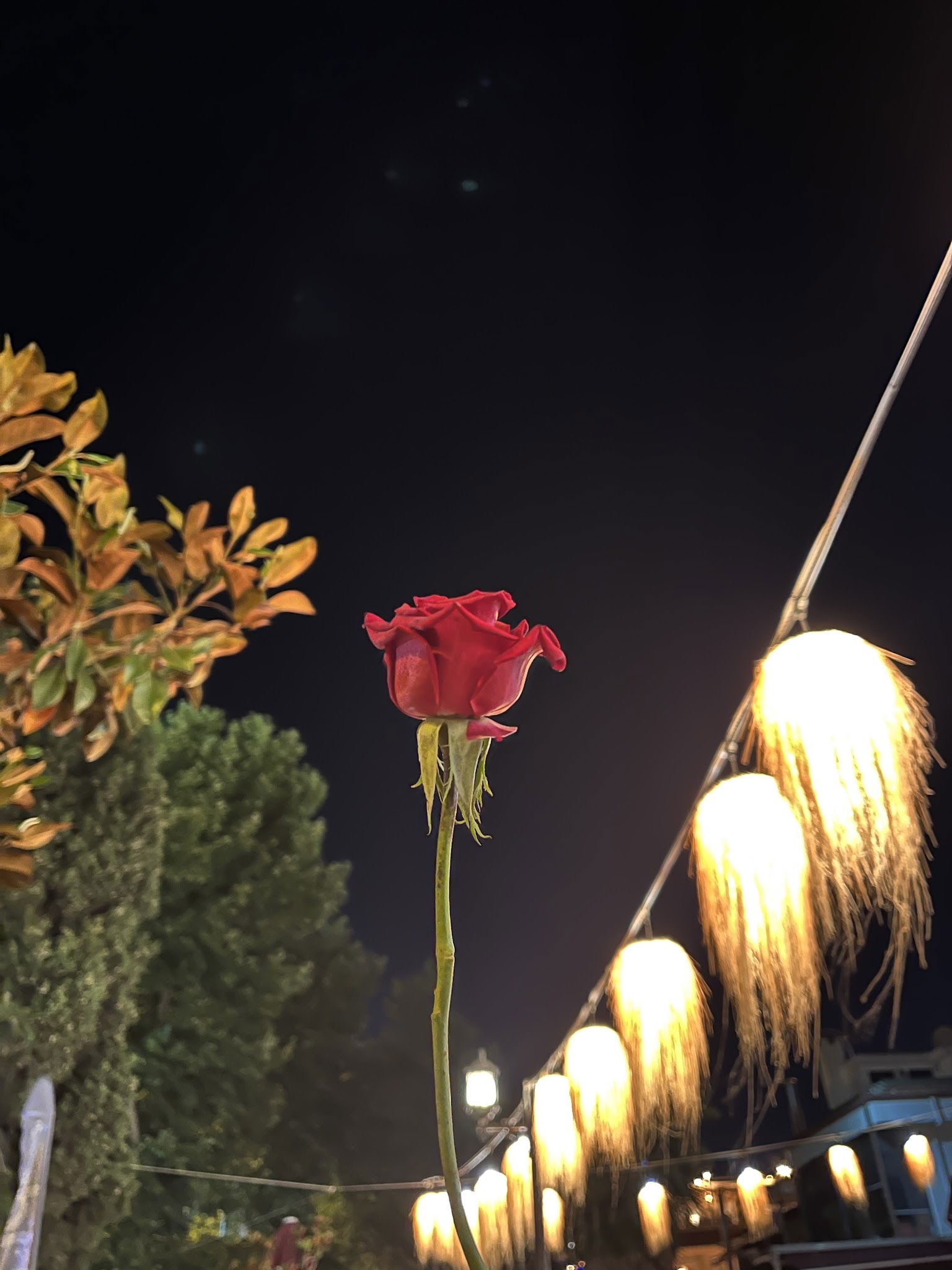 İstiridye Tuzla Balık Restaurant