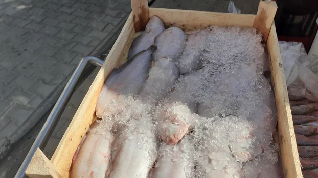 Teras Balık resimleri